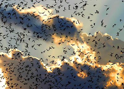 clouds, birds, flock - desktop wallpaper