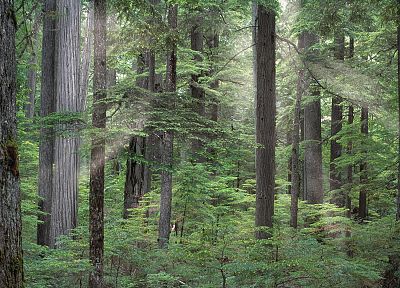 forests, Idaho, national, growth - duplicate desktop wallpaper
