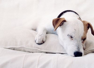 dogs, Jack Russell terrier - desktop wallpaper