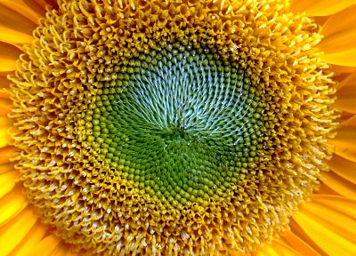 close-up, flowers, sunflowers - duplicate desktop wallpaper
