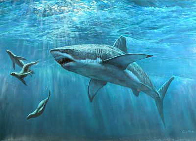 seals, sharks, hunting, underwater - random desktop wallpaper
