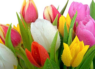 tulips - related desktop wallpaper