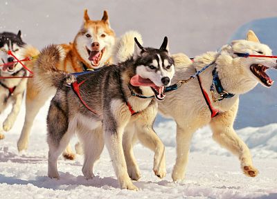 snow, animals, dogs, husky, open mouth, ropes - random desktop wallpaper