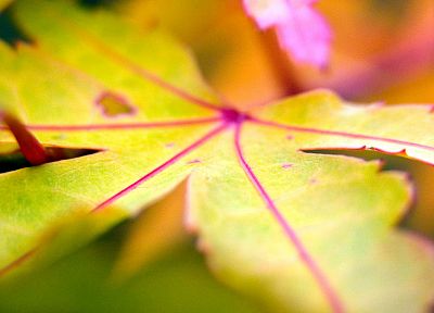 nature, autumn, leaves - duplicate desktop wallpaper