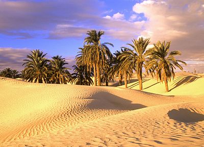 deserts, palm trees, sahara - desktop wallpaper
