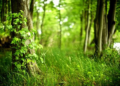 nature, trees, forests, plants - desktop wallpaper