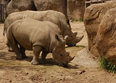 animals, rhinoceros - desktop wallpaper