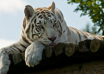 animals, tigers, white tiger, wood panels - related desktop wallpaper