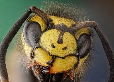 animals, insects, hornets, bees - random desktop wallpaper