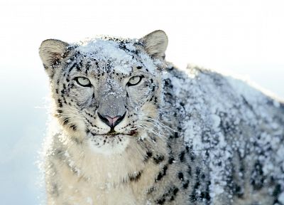 animals, snow leopards - duplicate desktop wallpaper