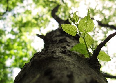 nature, trees - duplicate desktop wallpaper