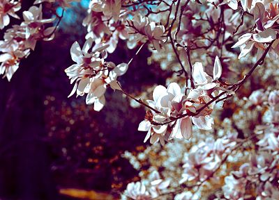 nature, cherry blossoms, flowers - duplicate desktop wallpaper