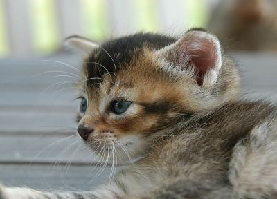cats, blue eyes, animals, kittens - duplicate desktop wallpaper