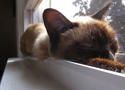 cats, animals, window panes - desktop wallpaper