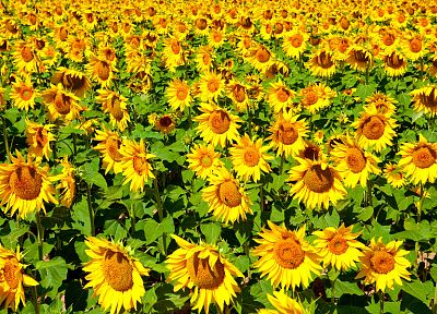 flowers, fields, sunflowers, yellow flowers - desktop wallpaper