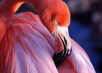 birds, flamingos - desktop wallpaper