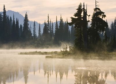 nature, forests, fog, mist - related desktop wallpaper