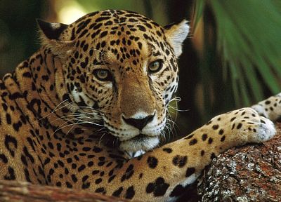 animals, profile, jaguars, Belize - desktop wallpaper