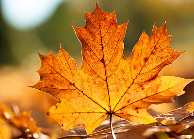 close-up, leaves, maple leaf, fallen leaves - related desktop wallpaper