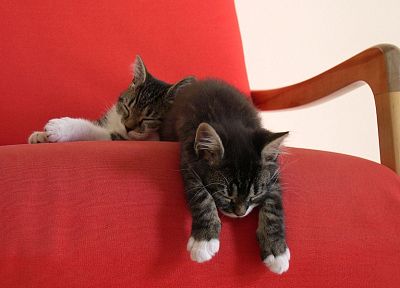 cats, animals, sleeping - random desktop wallpaper