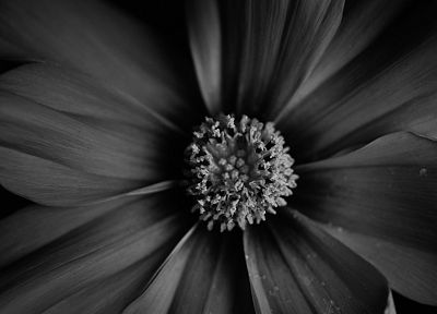 close-up, black, flowers, flower petals - random desktop wallpaper