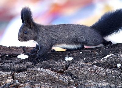 nature, animals, outdoors, squirrels, black eyes, fluffy - random desktop wallpaper