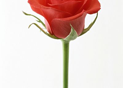 flowers, roses, red rose - desktop wallpaper