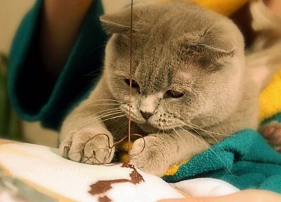 cats, animals, feline, scottish fold, British Shorthair - desktop wallpaper