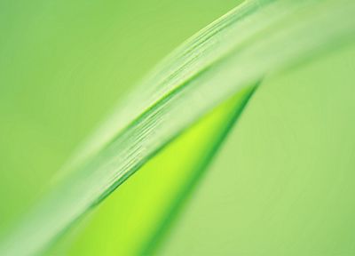 green, leaves - random desktop wallpaper