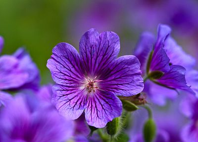 nature, flowers, macro, violets, purple flowers - random desktop wallpaper