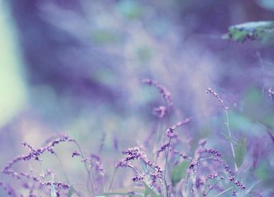 nature, violet, lavender - random desktop wallpaper