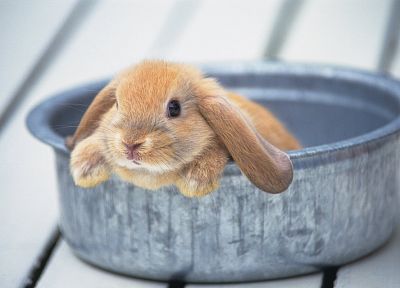 bunnies, animals, rabbits - duplicate desktop wallpaper