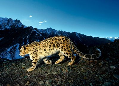 mountains, leopards - duplicate desktop wallpaper