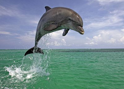 landscapes, nature, dolphins - desktop wallpaper