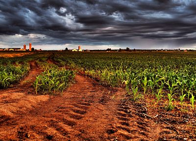 landscapes, fields, overcast, cornfield, tire tracks - related desktop wallpaper