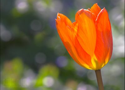 nature, flowers, plants, tulips, orange flowers - desktop wallpaper