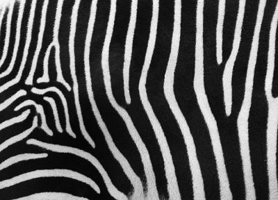 zebras, carpet - random desktop wallpaper