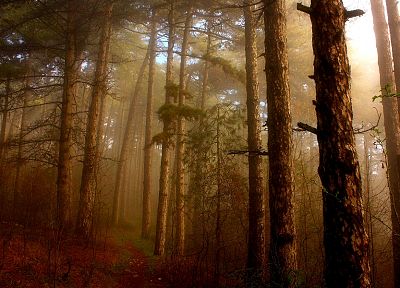 nature, forests, mist - desktop wallpaper