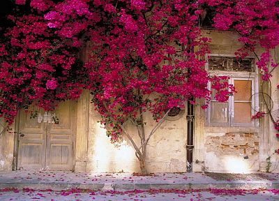 flowers, window panes, pink flowers - duplicate desktop wallpaper