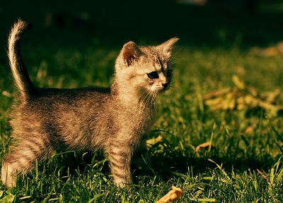 cats, animals, grass, outdoors, kittens - desktop wallpaper