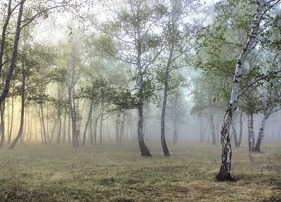 nature, trees, forests, mist - duplicate desktop wallpaper