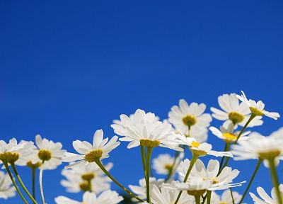 flowers, white flowers, blue skies - random desktop wallpaper