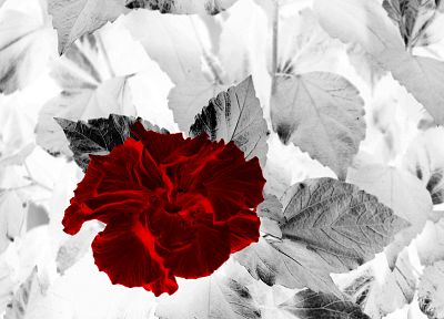 red, flowers, leaves, selective coloring - related desktop wallpaper