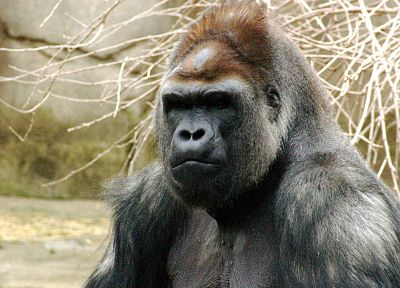 animals, apes, gorillas, primates - random desktop wallpaper