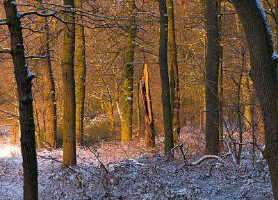 nature, forests, snow landscapes - duplicate desktop wallpaper