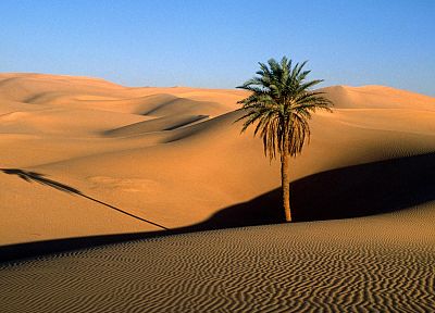 landscapes, deserts, sand dunes, palm trees - duplicate desktop wallpaper