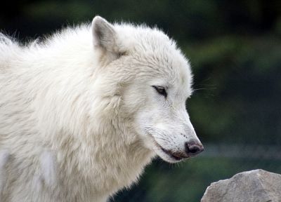animals, wolves - random desktop wallpaper