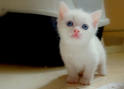 cats, blue eyes, kittens, pets - random desktop wallpaper
