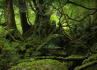 trees, forests, moss, roots - random desktop wallpaper