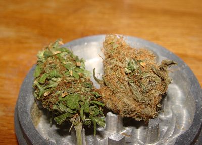 marijuana, weeds - desktop wallpaper
